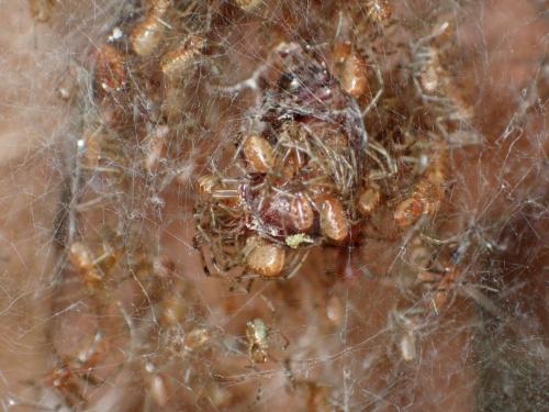 Anelosimus eximius